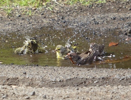 Mixed bath of finches and sparrows